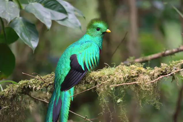 A resplendent quetzal sitting in a tree branch